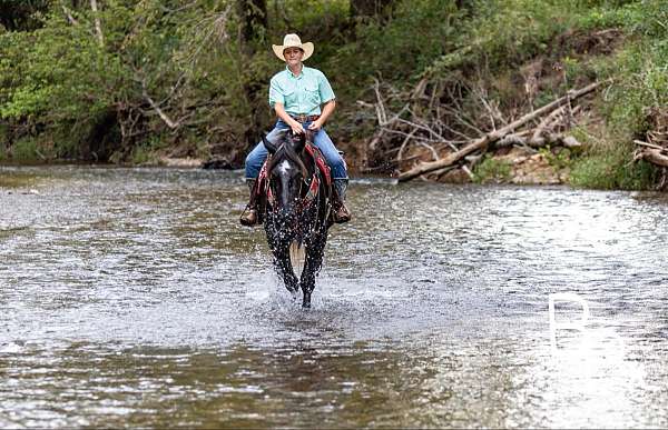 husband-safe-quarter-horse