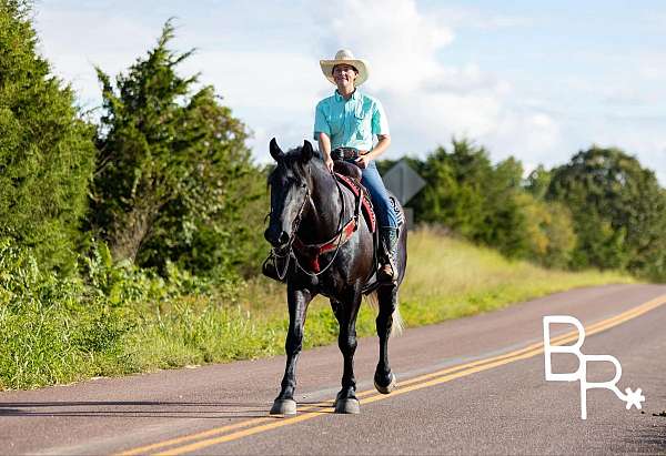 jumper-quarter-horse