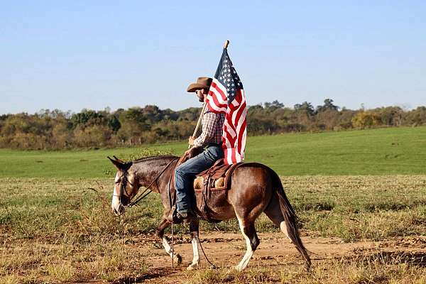 beginner-safe-quarter-horse