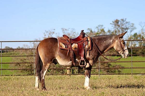 ranch-work-quarter-horse