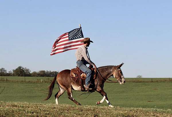 athletic-quarter-horse