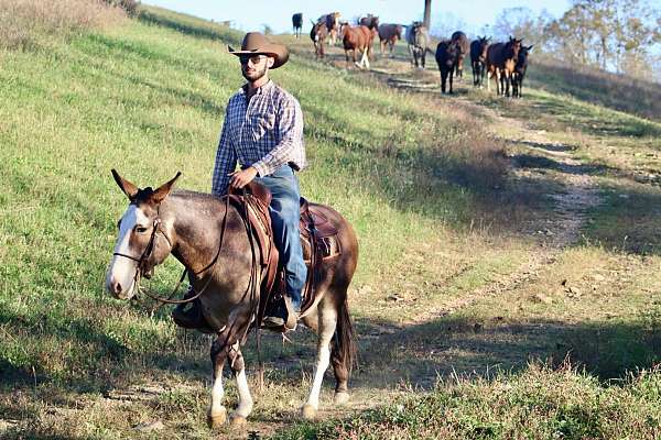 beginner-quarter-horse