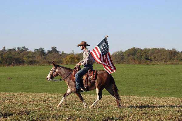 trail-quarter-horse