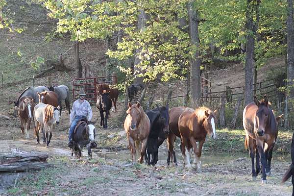 jumping-quarter-horse