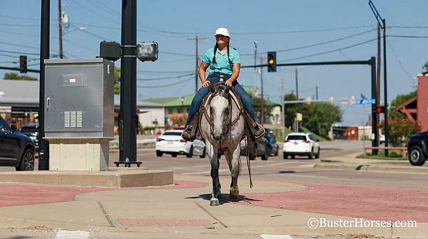 beginner-safe-quarter-horse