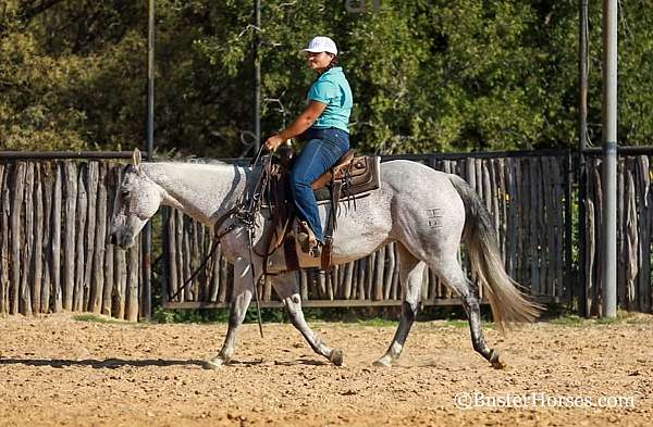 family-horse-quarter