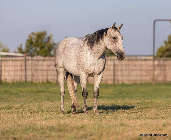 trail-quarter-horse