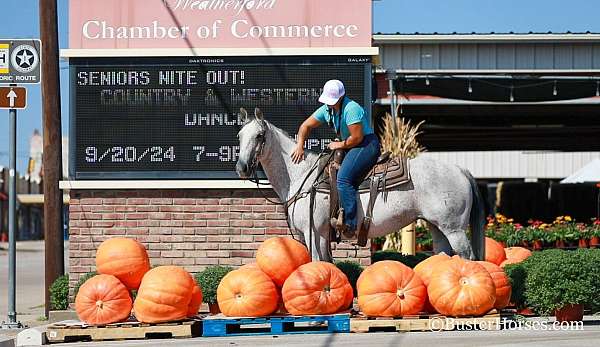 all-around-quarter-horse