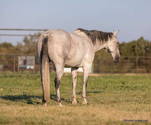 athletic-quarter-horse