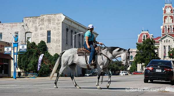 beginner-quarter-horse