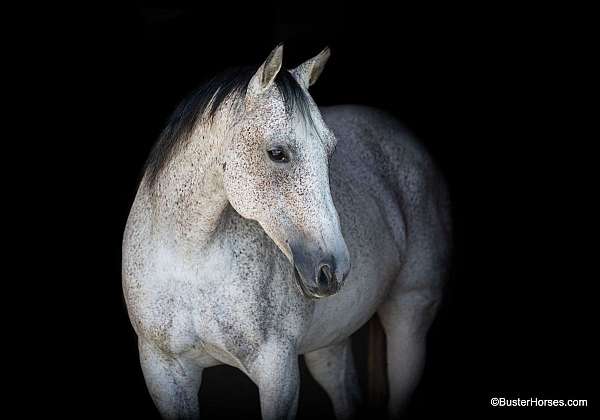 experienced-quarter-horse