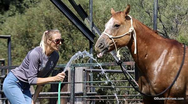 ranch-work-quarter-horse