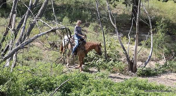 beginner-safe-quarter-horse