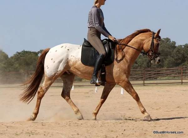 family-horse-quarter