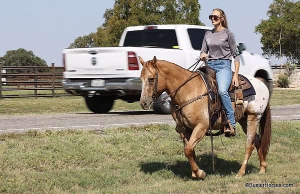 trail-quarter-horse