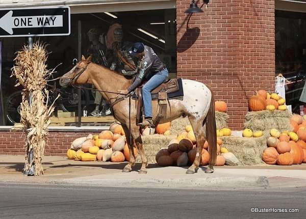 beginner-quarter-horse