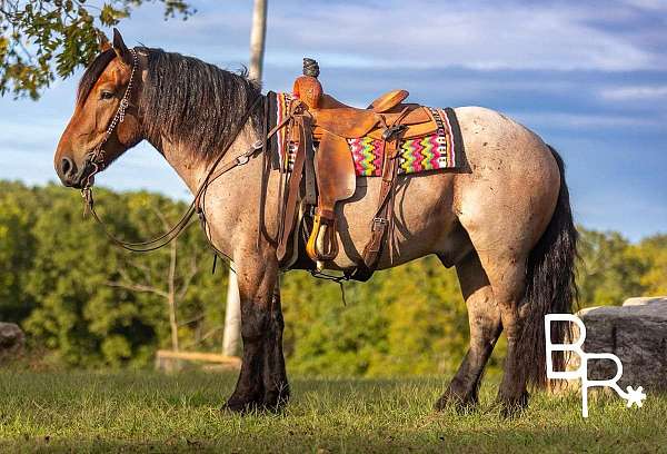 friesian-quarter-horse