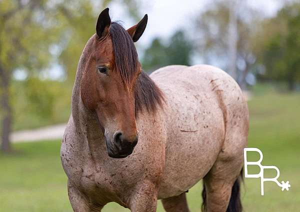 ranch-work-quarter-horse