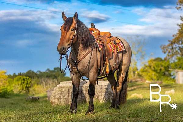 trail-quarter-horse