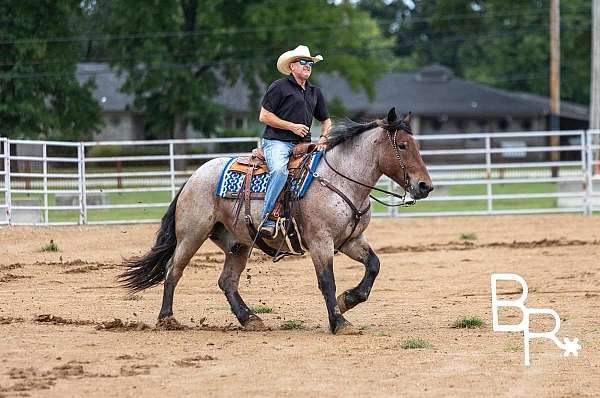 apollo-quarter-horse