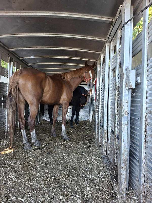 blaze-white-back-sock-horse