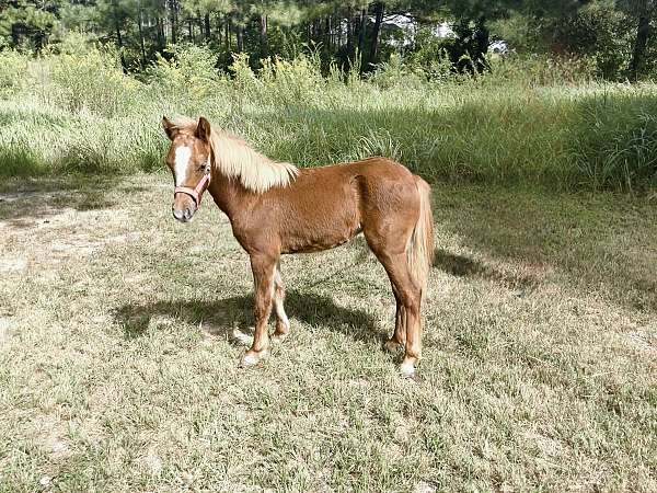 7-hand-miniature-foal