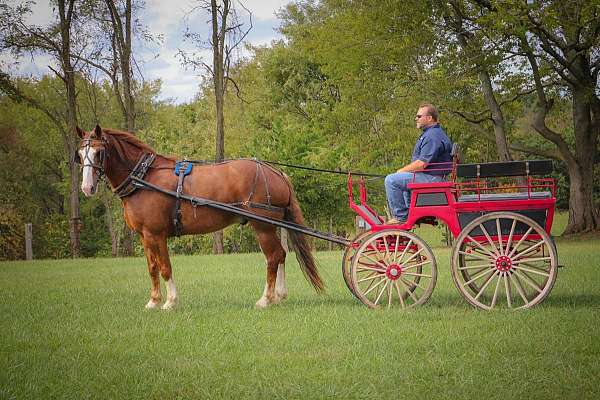 beginner-safe-quarter-horse