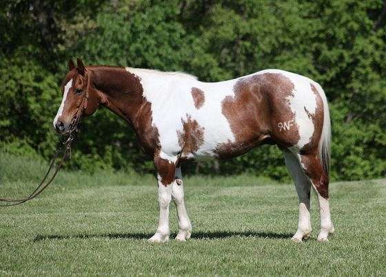 chestnut-blaze-stockings-horse