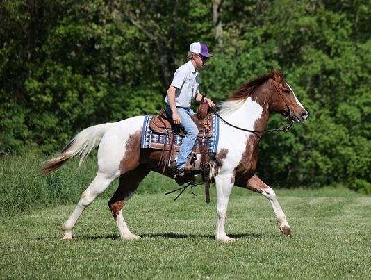 ranch-work-quarter-horse