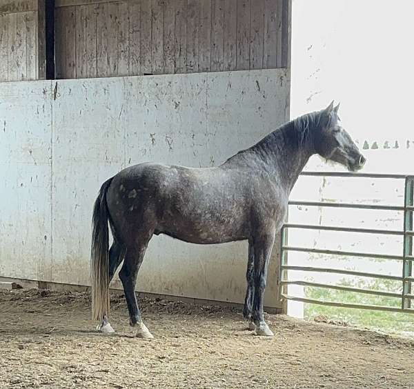 andalusian-gelding