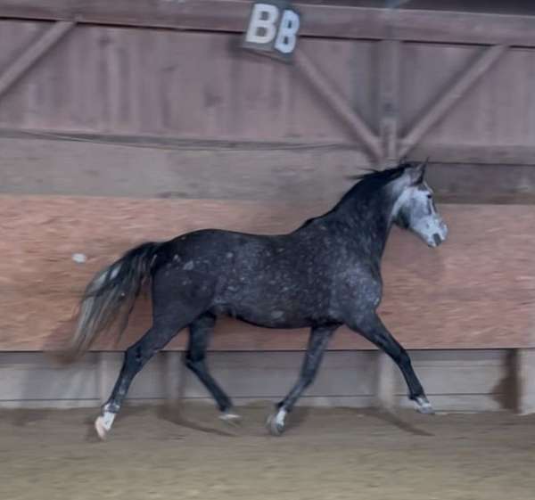 andalusian-gelding