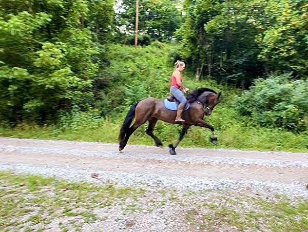 flashy-friesian-saddlebred-horse