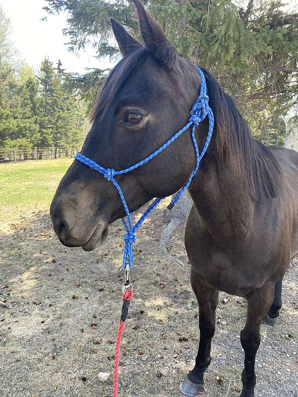 buckskin-all-around-horse