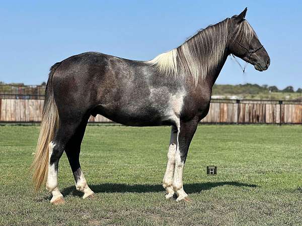 tobiano-star-horse