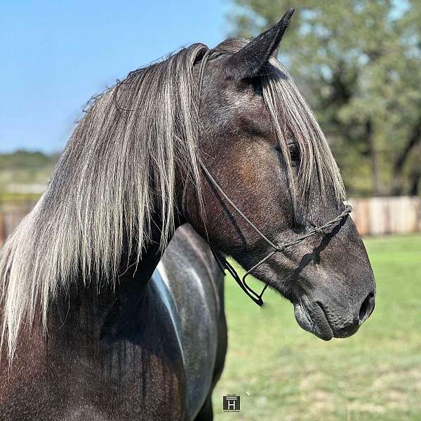 ranch-work-quarter-horse