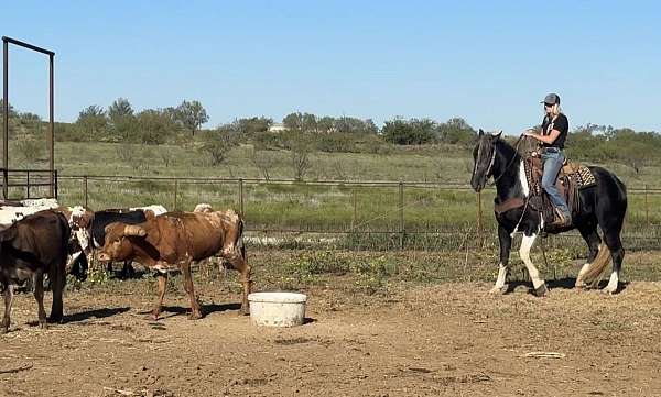 trail-quarter-horse