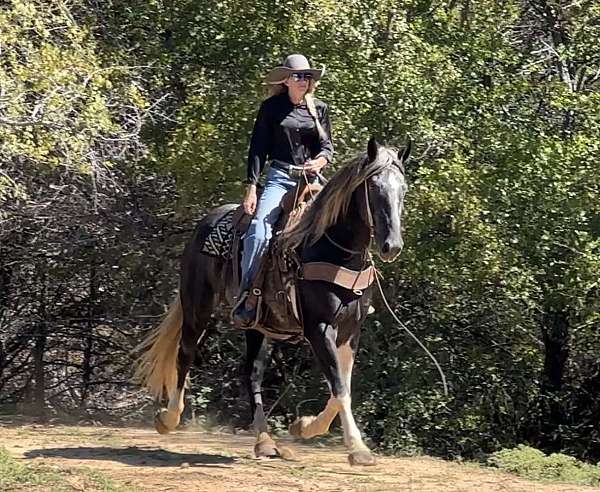 percheron-quarter-horse