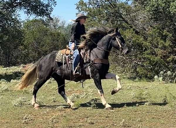 beginner-quarter-horse