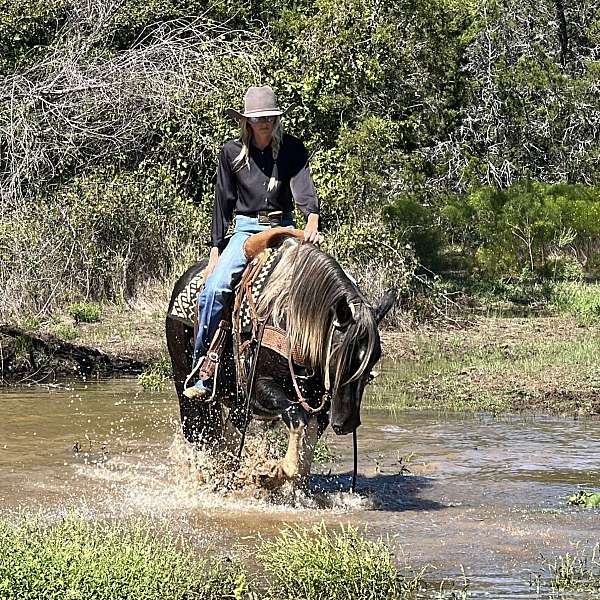 all-around-quarter-horse