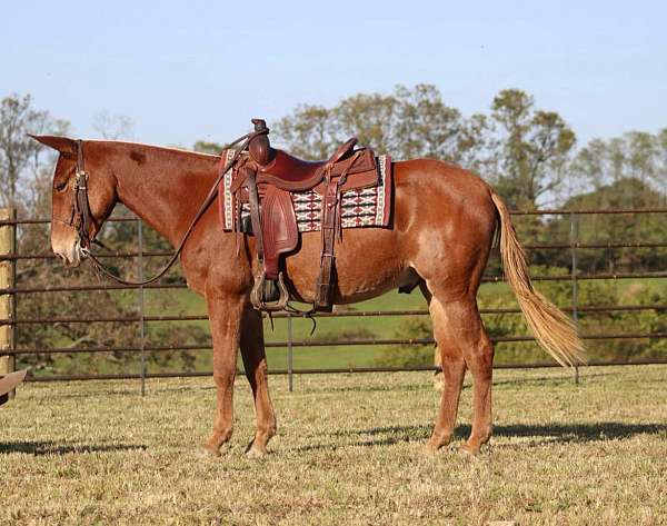 tobiano-star-horse