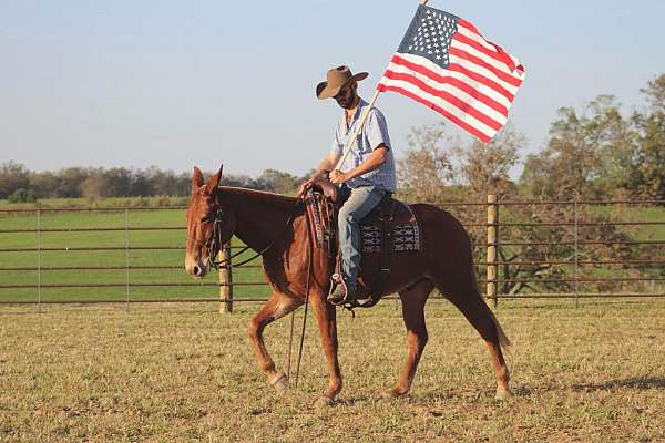 beginner-safe-quarter-horse