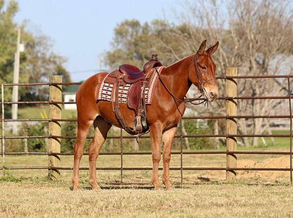 family-horse-quarter