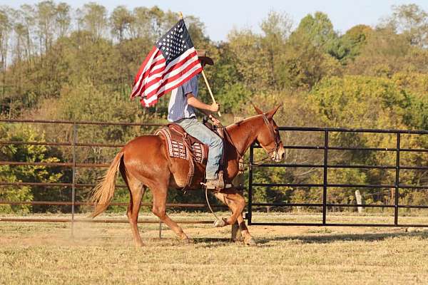 ranch-work-quarter-horse