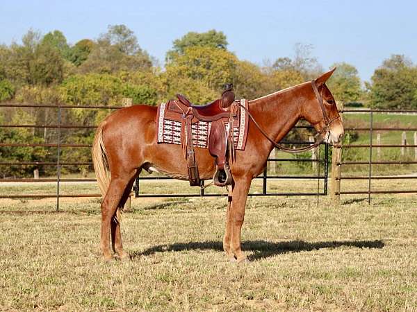 trail-quarter-horse