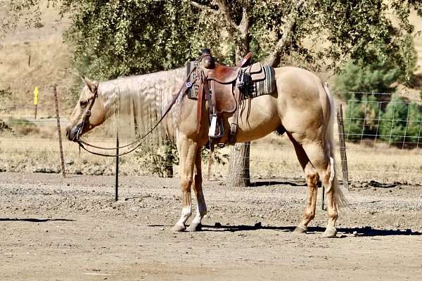 palomino-blaze-socks-horse