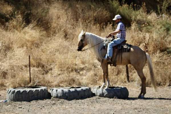 trail-quarter-horse