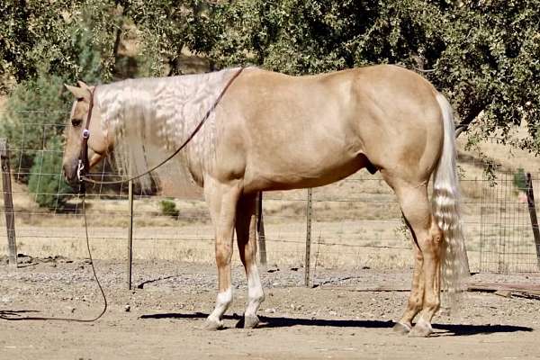 beginner-quarter-horse