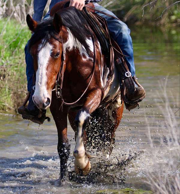 palomino-blaze-socks-horse