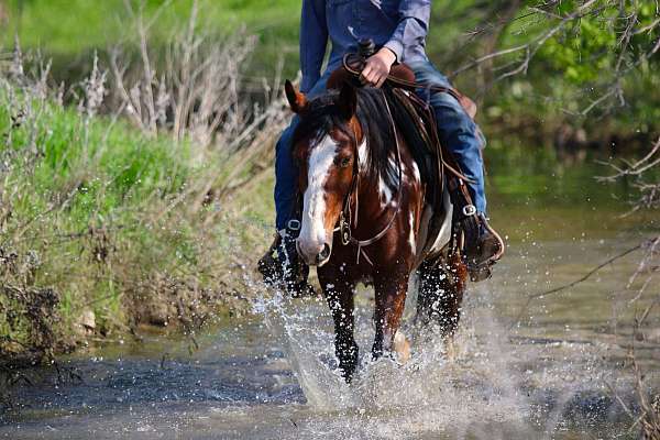 trail-quarter-horse