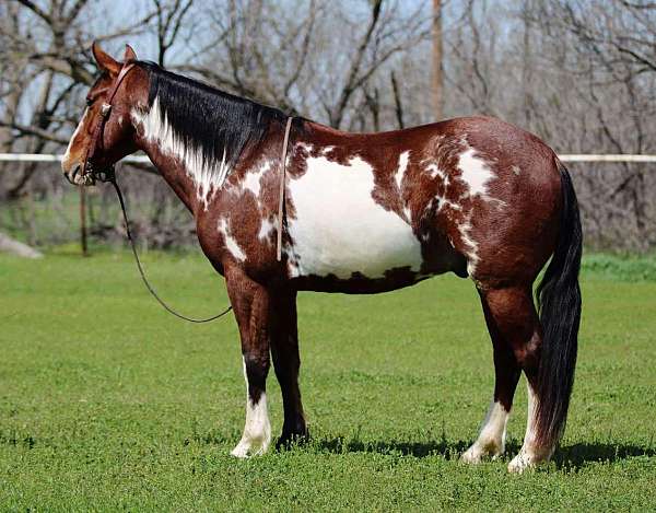 athletic-quarter-horse